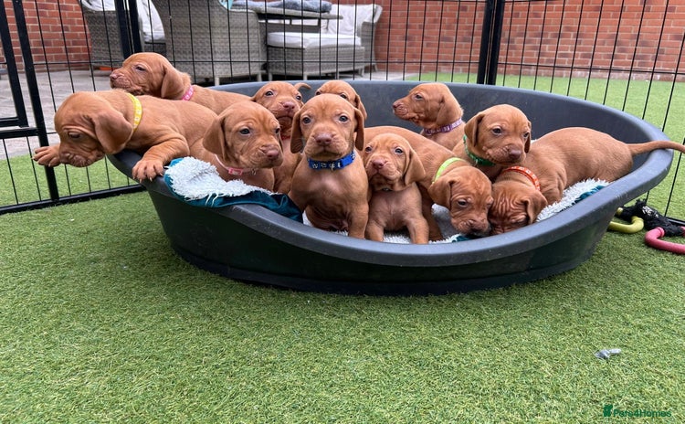 Hungarian Vizsla dogs - Advert 2