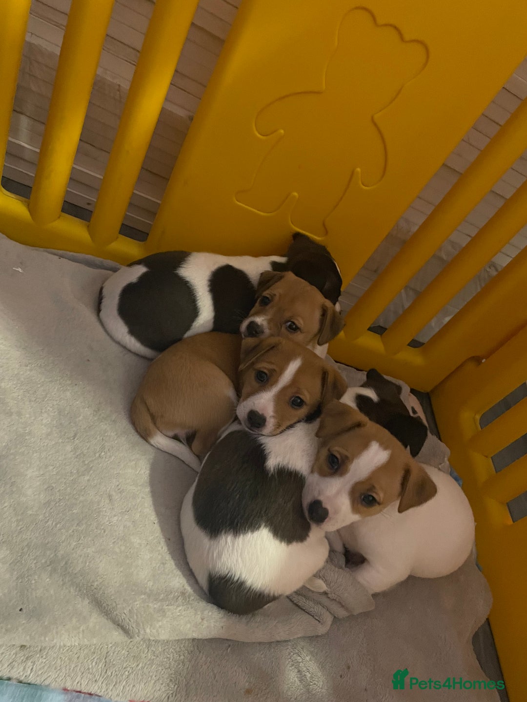 Jack Russell dogs for sale: Jack Russell Terriors  - Advert 1