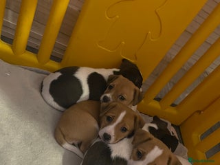 Jack Russell dogs Jack Russell Terriors - Advert 17