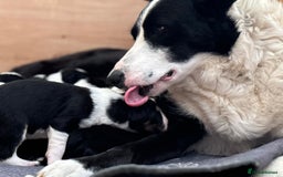 Border Collie dogs for sale: Beautiful border collie pups  - Image 2