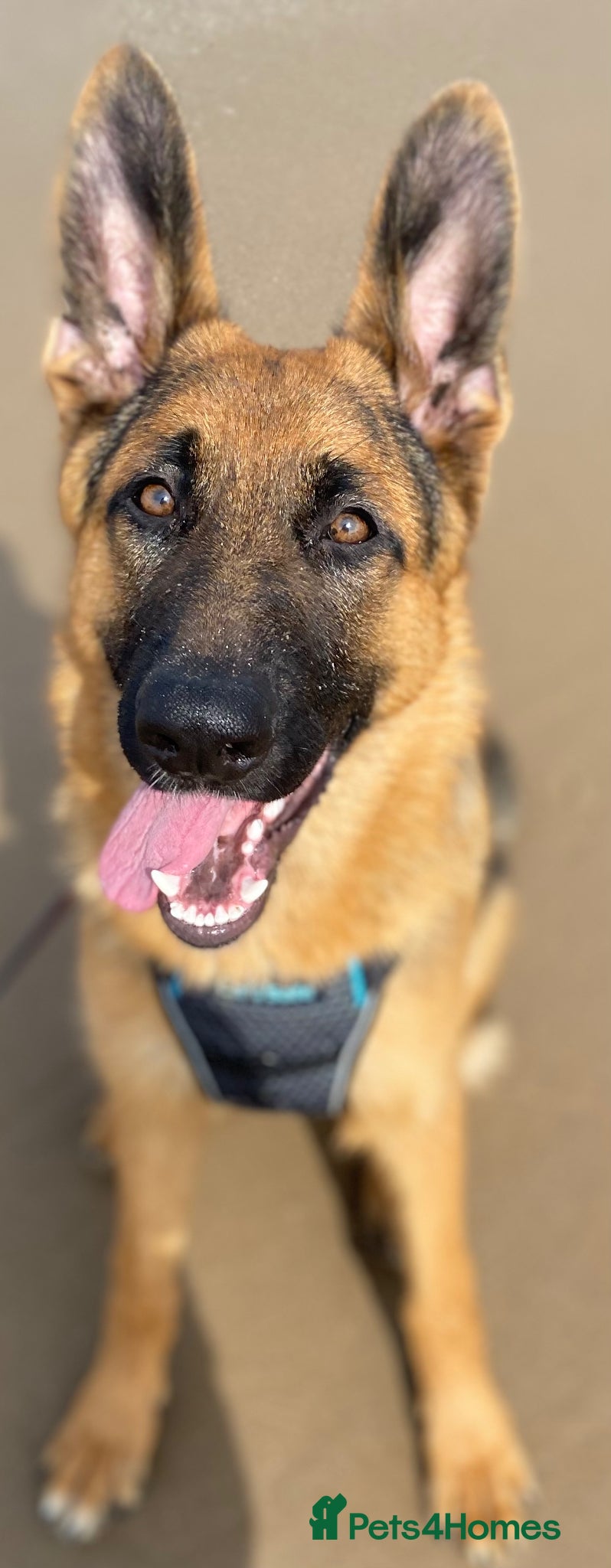 German Shepherd dogs Kc Registered GSD Proven Stud - Advert 1