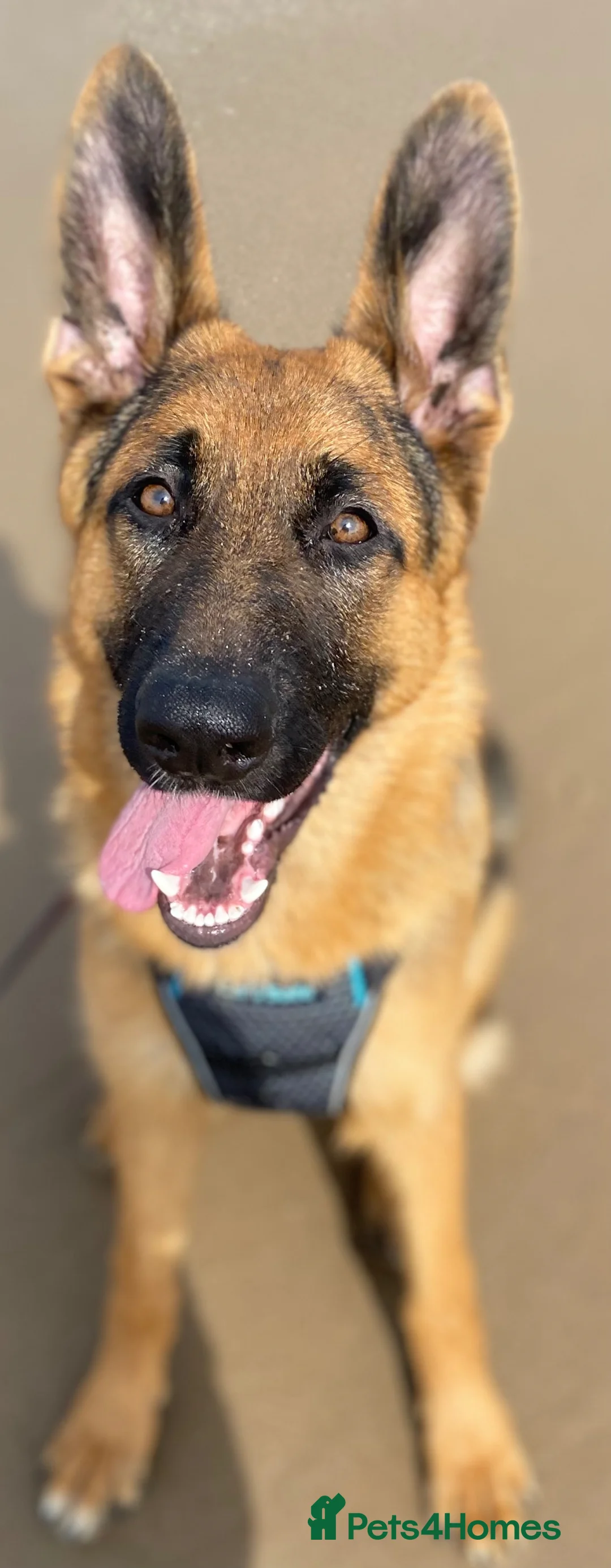 German Shepherd dogs for stud: Kc Registered GSD Proven Stud - Advert 1