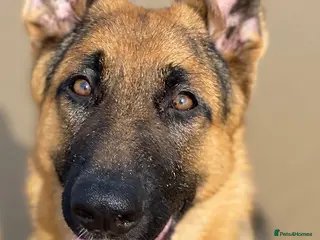 German Shepherd dogs Kc Registered GSD Proven Stud - Advert 1