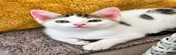 Mixed Breed cats for sale: 2 beautiful, well-socialized kittens  - Advert 5