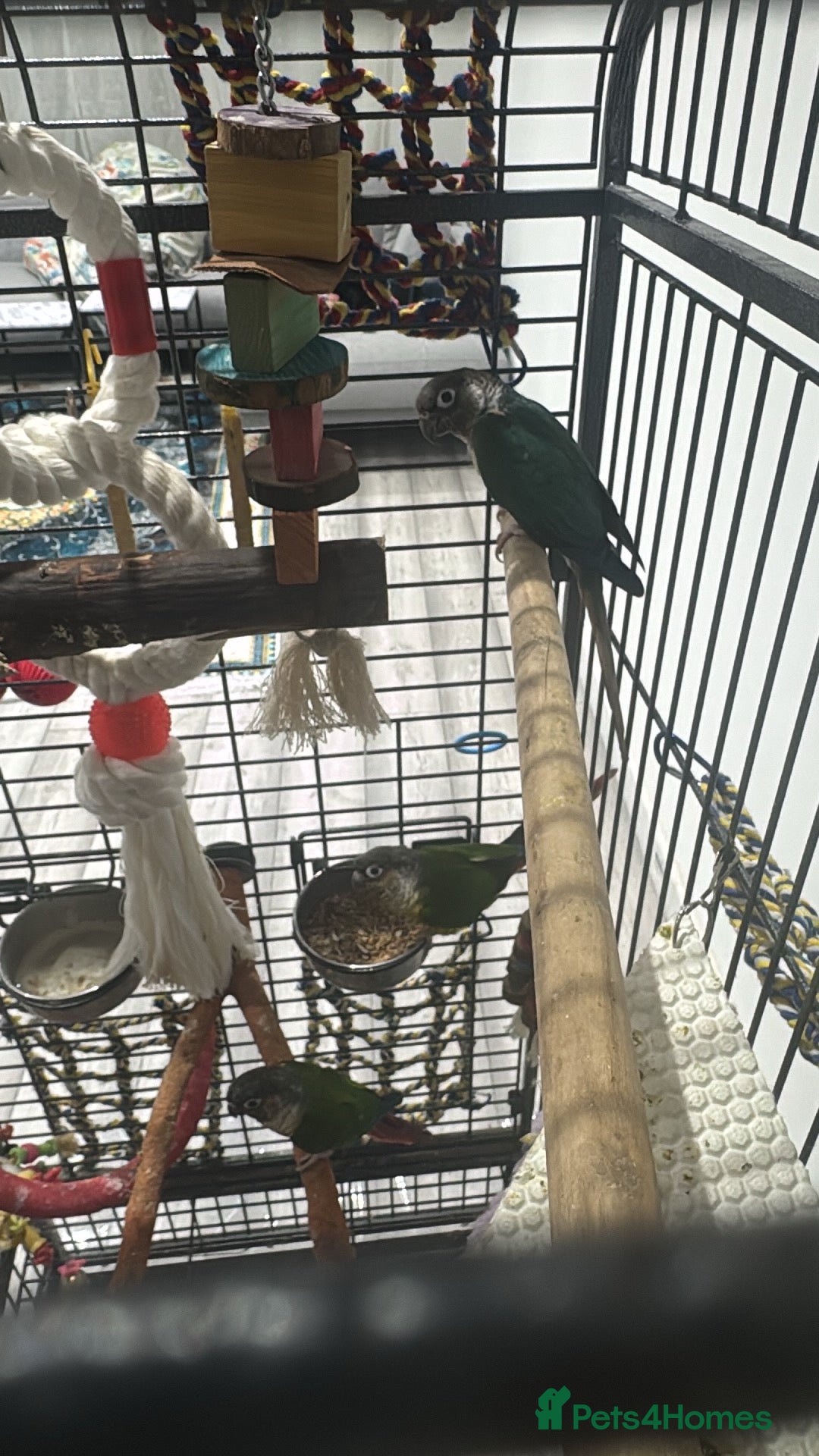 Conures birds X3 conure - Advert 1