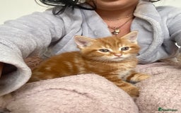 Mixed Breed cats for sale: Cutest kittens  - Image 3