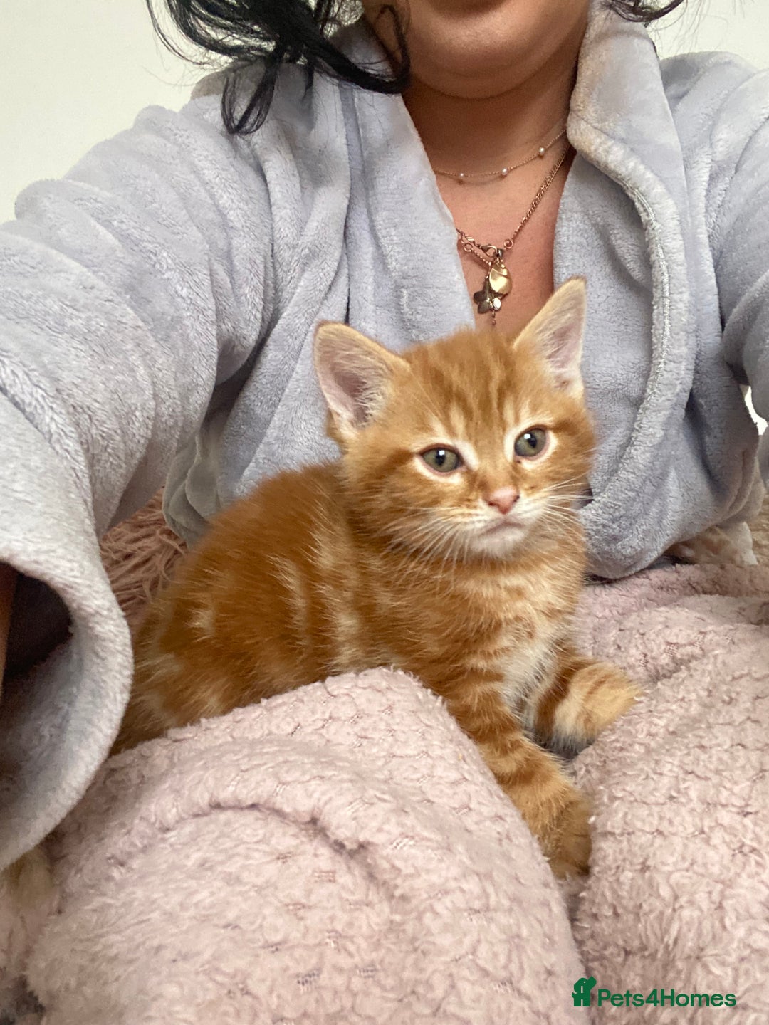 Mixed Breed cats for sale: Cutest kittens  - Image 3