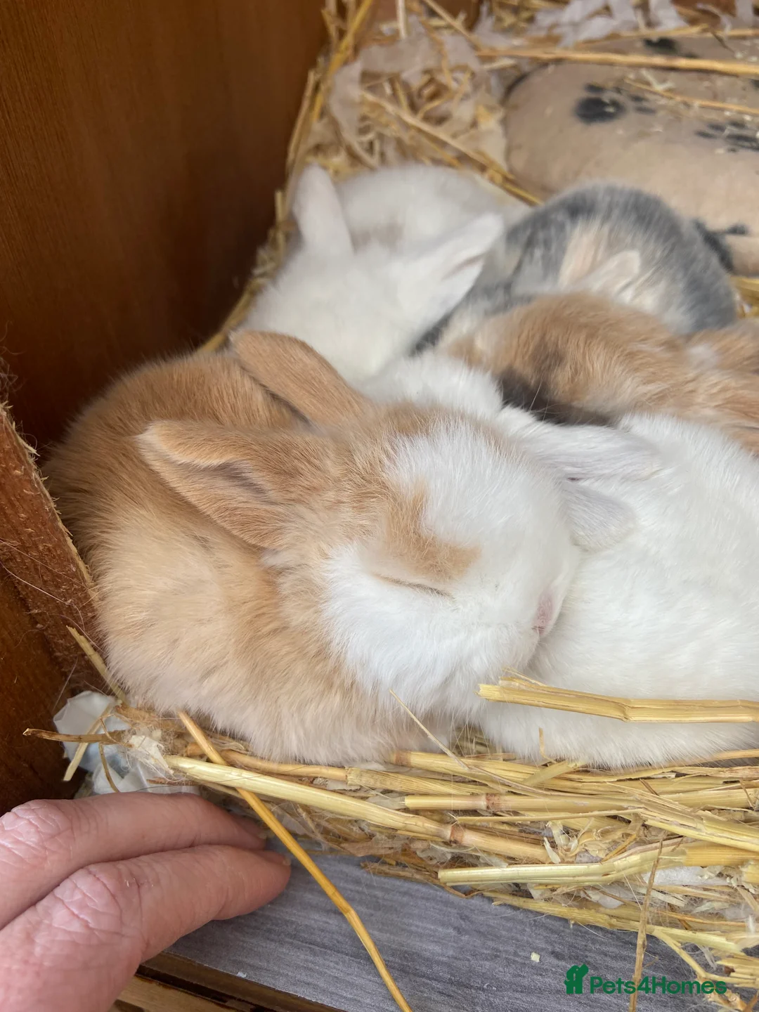 Mini Lop rabbits for sale: Mini Lop Bunnies - Advert 1