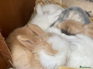Mini Lop rabbits Mini Lop Bunnies - Advert 1