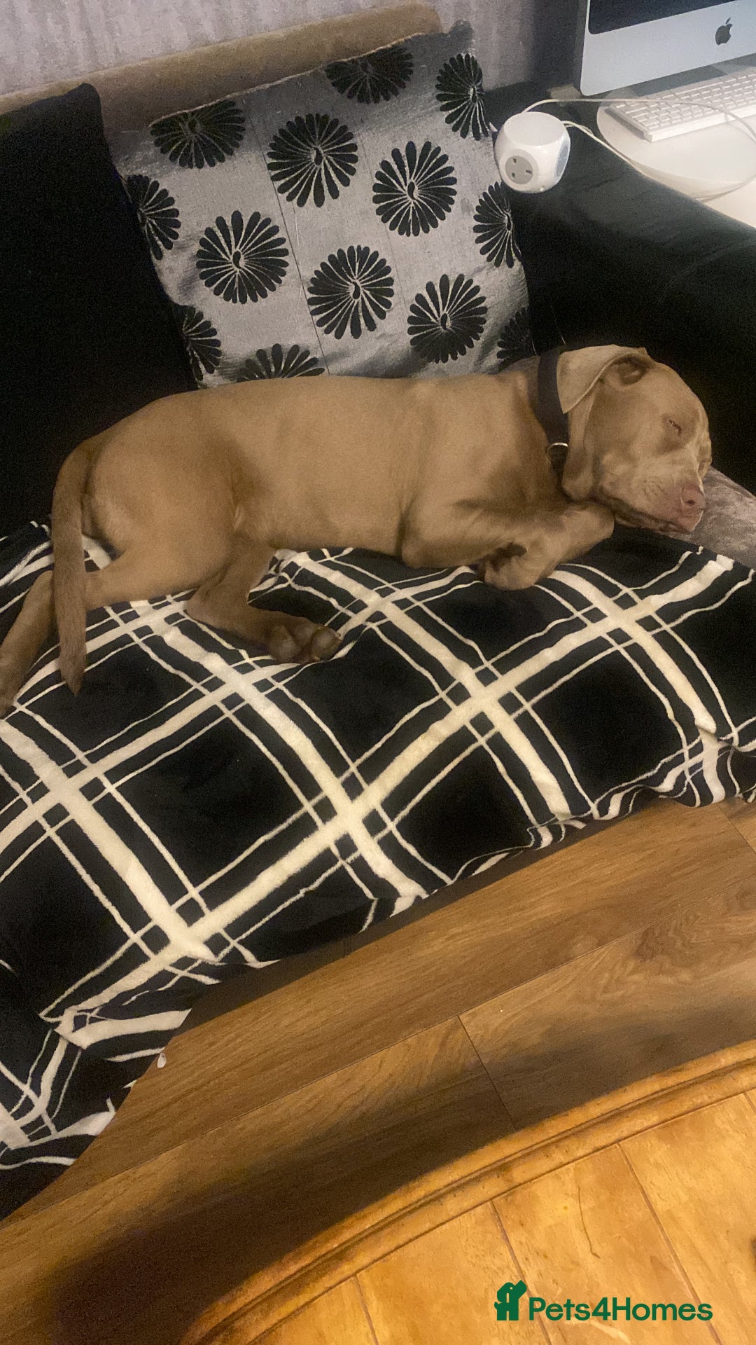 Cane Corso dogs for sale: Cane corso female  - Image 2