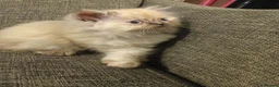 Persian cats for sale: Beautiful Persian kittens  - Advert 7