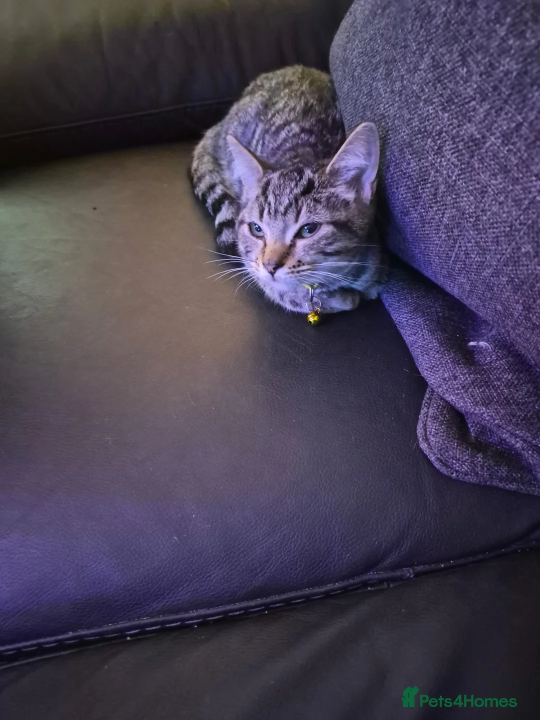 Mixed Breed cats for sale: Mix bread kittens tabby x ragdoll  - Advert 18