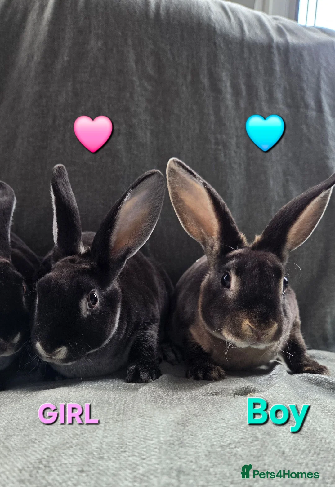 Rex rabbits for sale: £80pr Super Tame UNRELATED Mini Rex  - Advert 1