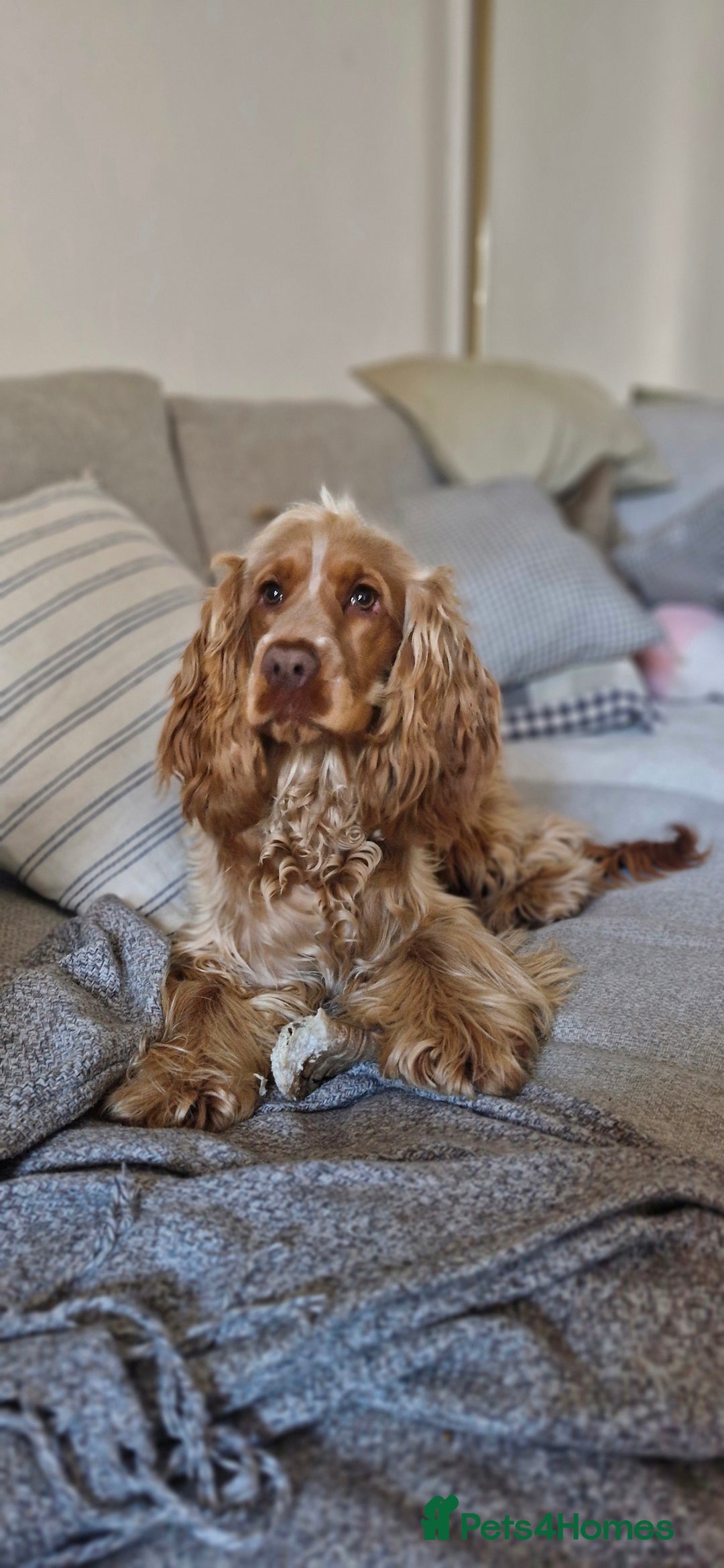 Cocker Spaniel dogs for sale: KC cocker spaniel for rehome  - Advert 4