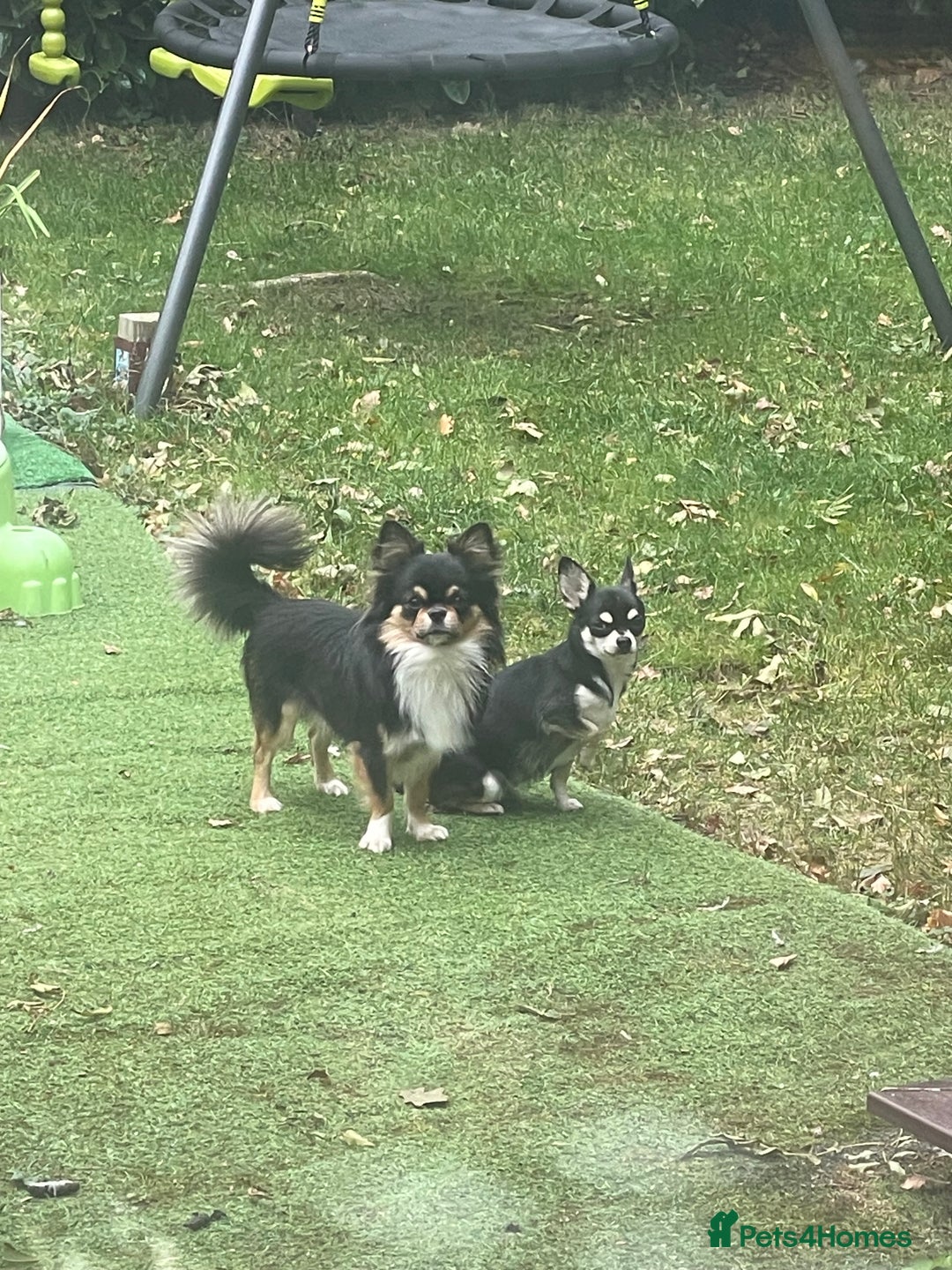 Chihuahua dogs for sale: Beautiful Longhaired Chihuahua Puppies  - Advert 8