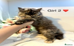 Persian cats for sale: Persian kittens - Image 12