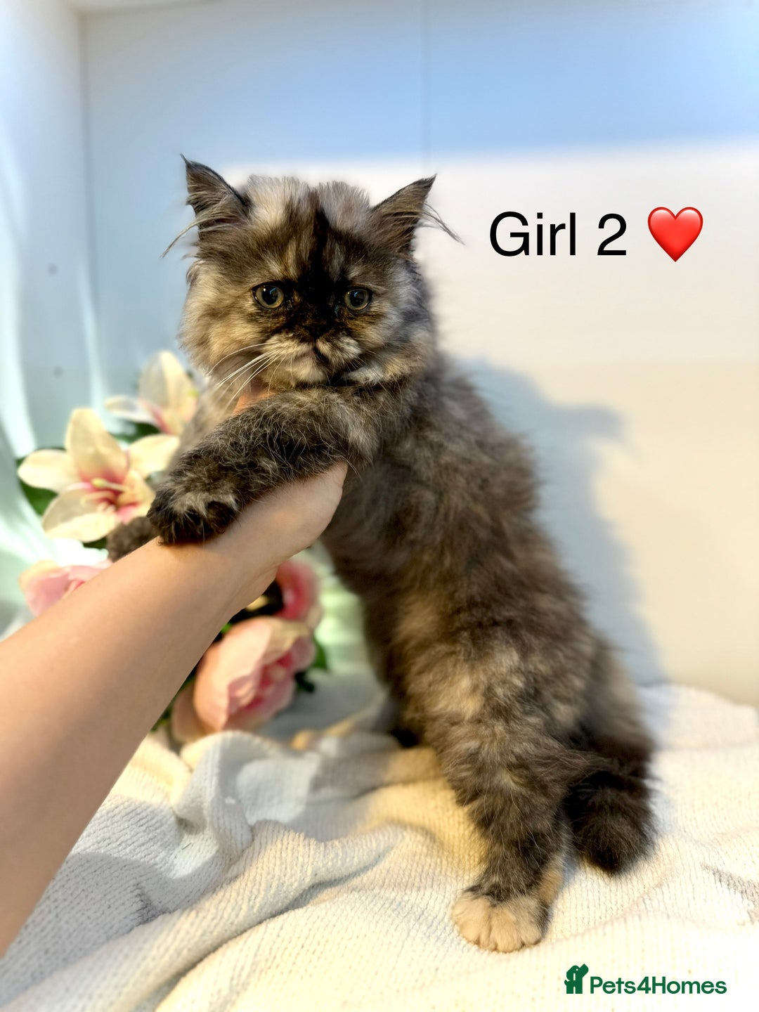 Persian cats for sale: Persian kittens - Image 12