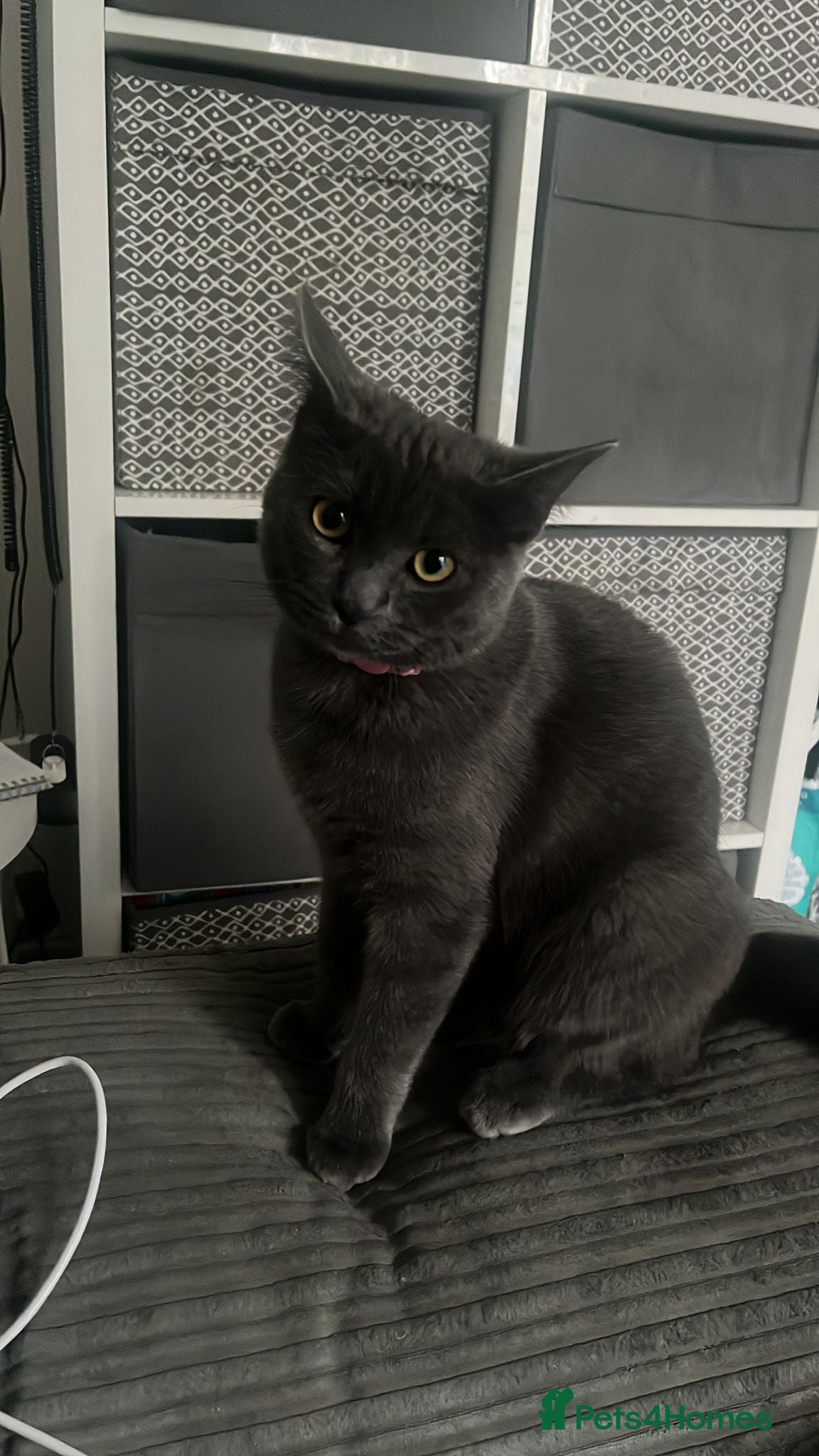 Ragdoll cats Kittens ready now! - Advert 18