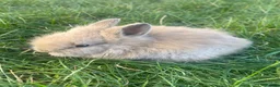 Lionhead rabbits for sale: Adorable Lionhead Bunnies - Advert 6