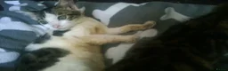 Mixed Breed cats for sale: Cute and Playful Kittens - Advert 11