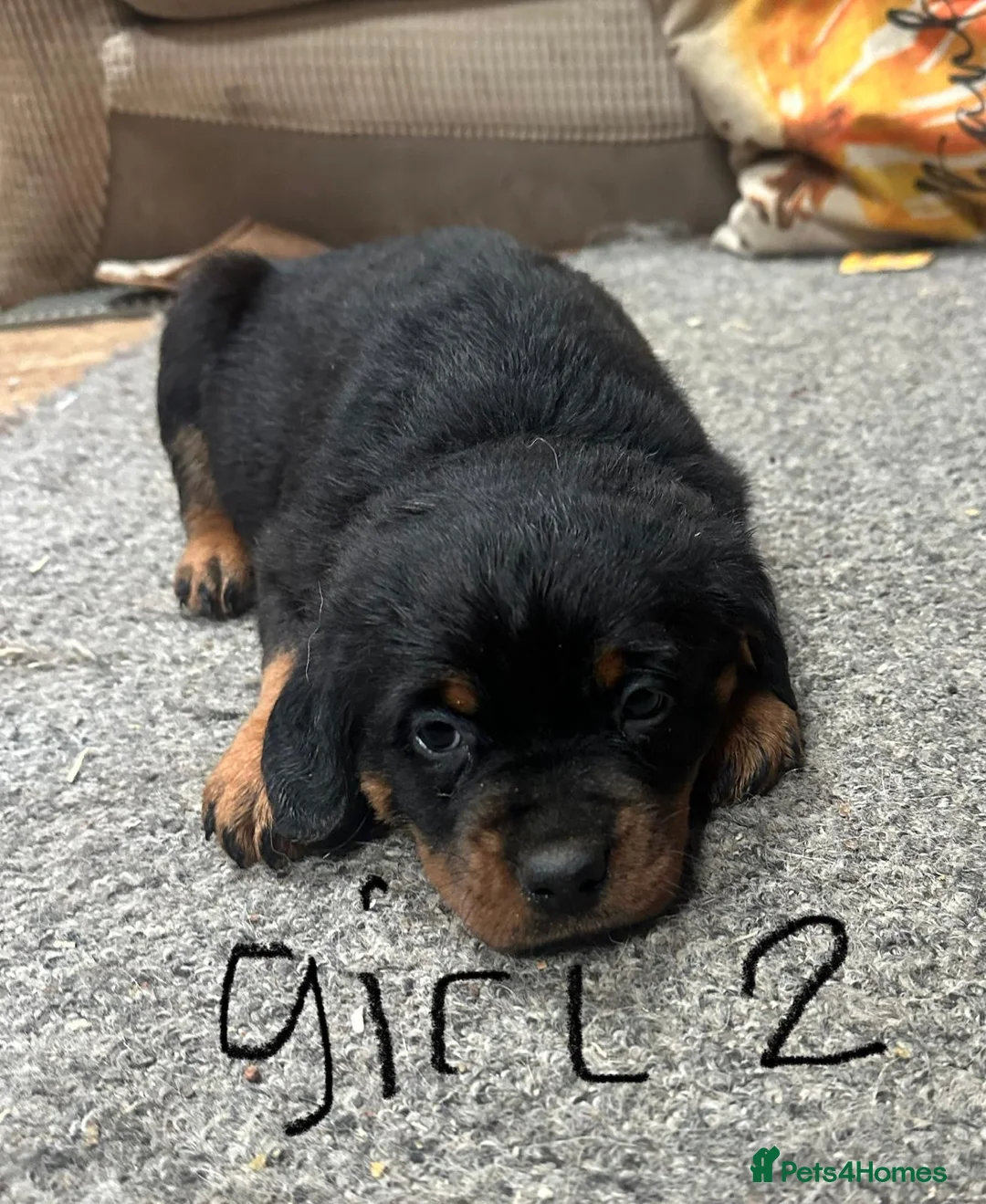 Rottweiler dogs for sale: Chunky Beautiful Rottweiler pups - Advert 6