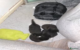 Mixed Breed cats for sale: Perdoll x maincoon x - Image 8