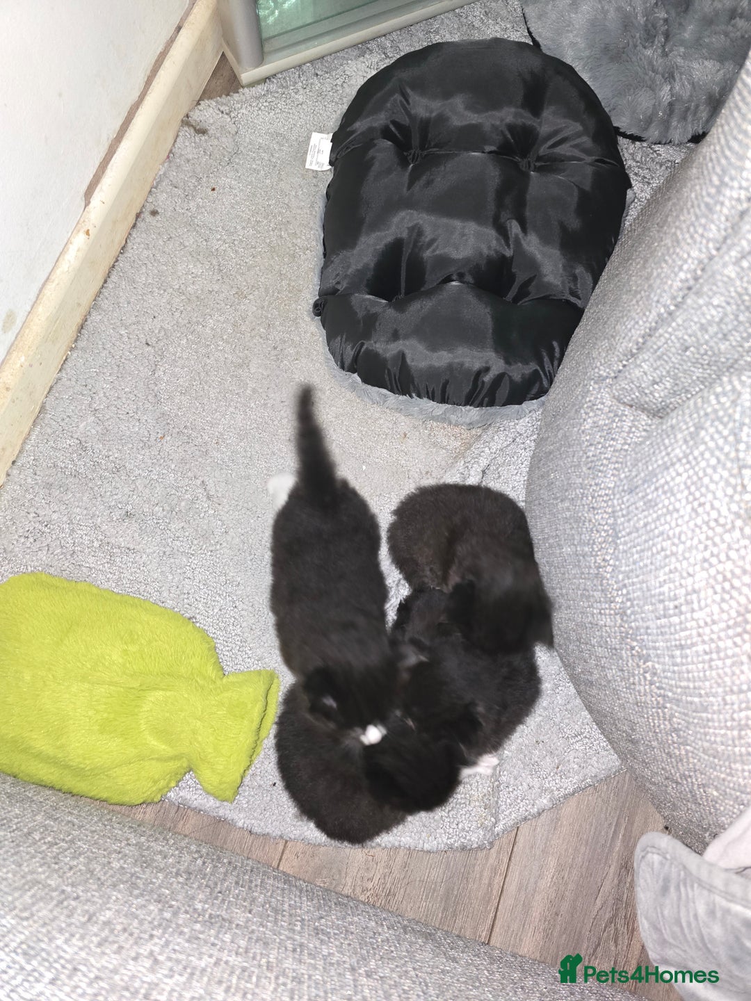 Mixed Breed cats for sale: Perdoll x maincoon x - Image 8