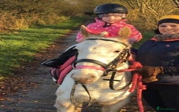 Riding pony horses for sale: For Sale Kids Lead Rein Pony! Safe and Bombproof - Advert 23