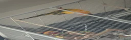 Conures birds for sale: Sun Conure Rehoming!  - Advert 12