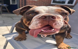 English Bulldog dogs for sale: 1 yr old British Bulldog girl  - Image 1