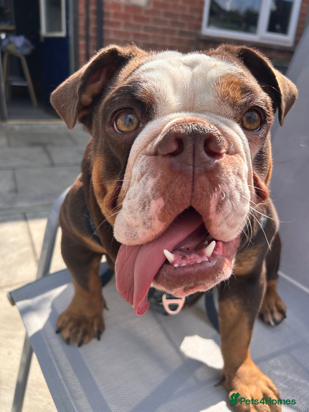English Bulldog dogs for sale: 1 yr old British Bulldog girl  - Image 1