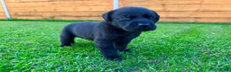 Labrador Retriever dogs for sale: KC Registered Labrador Babies 🐾🐾🐾 - Advert 17