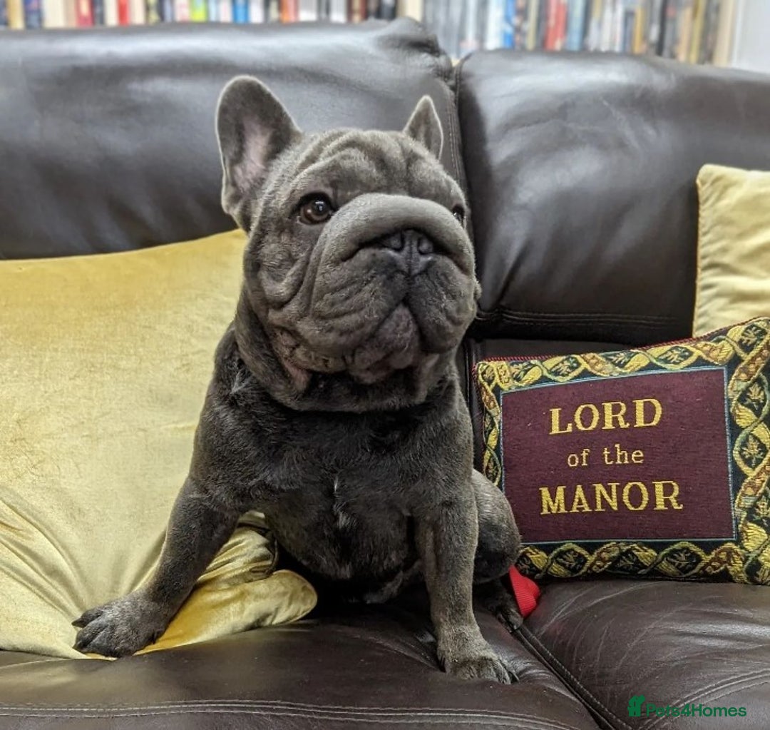 French Bulldog dogs for stud:  Elite Micro  Blue Frenchie Stud - Advert 4