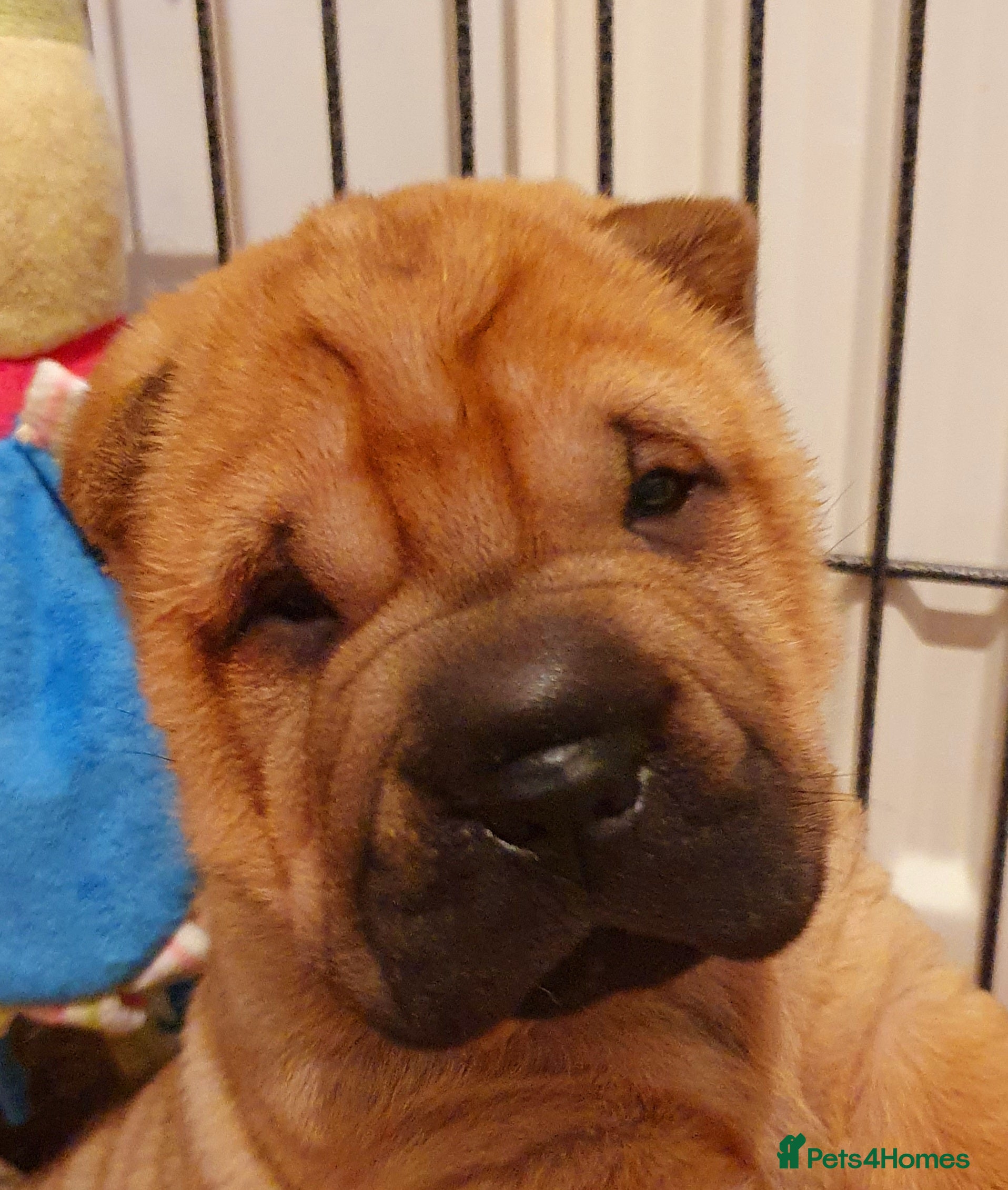 Shar Pei dogs Shar pei puppies  - Advert 5