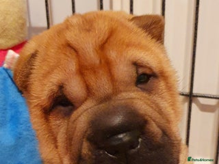 Shar Pei dogs Shar pei puppies - Advert 5
