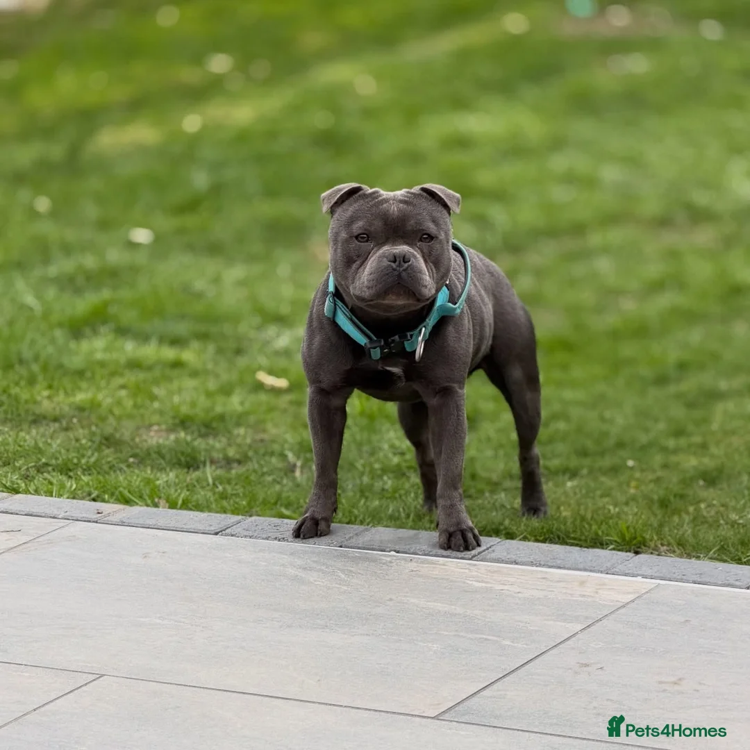 Staffordshire Bull Terrier dogs for stud: Exceptional Blue Stafford stud  - Advert 12