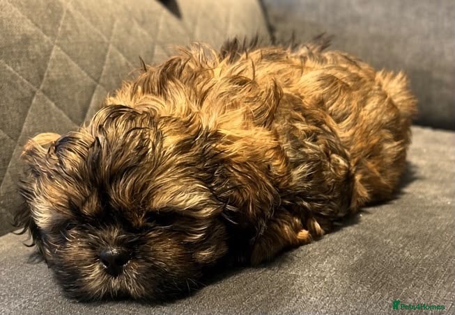 Shih Tzu dogs Shih Tzu puppies ready now - Advert 4