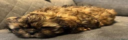 Shih Tzu dogs for sale: Shih Tzu puppies ready now - Advert 1