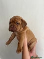 Dogue De Bordeaux Puppy 4