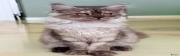 Maine Coon cats for sale: ONLY 3 TICA REG GIRLS LEFT FROM LICENSED BREEDERS - Advert 2