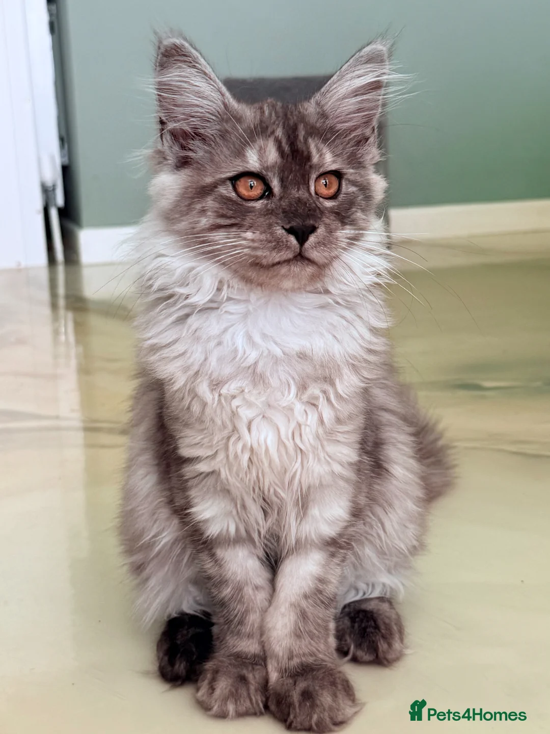 Maine Coon cats for sale: ONLY 3 TICA REG GIRLS LEFT FROM LICENSED BREEDERS - Advert 2