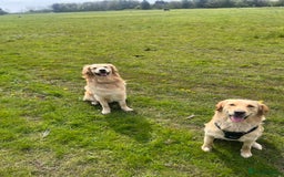 Golden Retriever dogs for sale: Golden retriever puppies - Image 8
