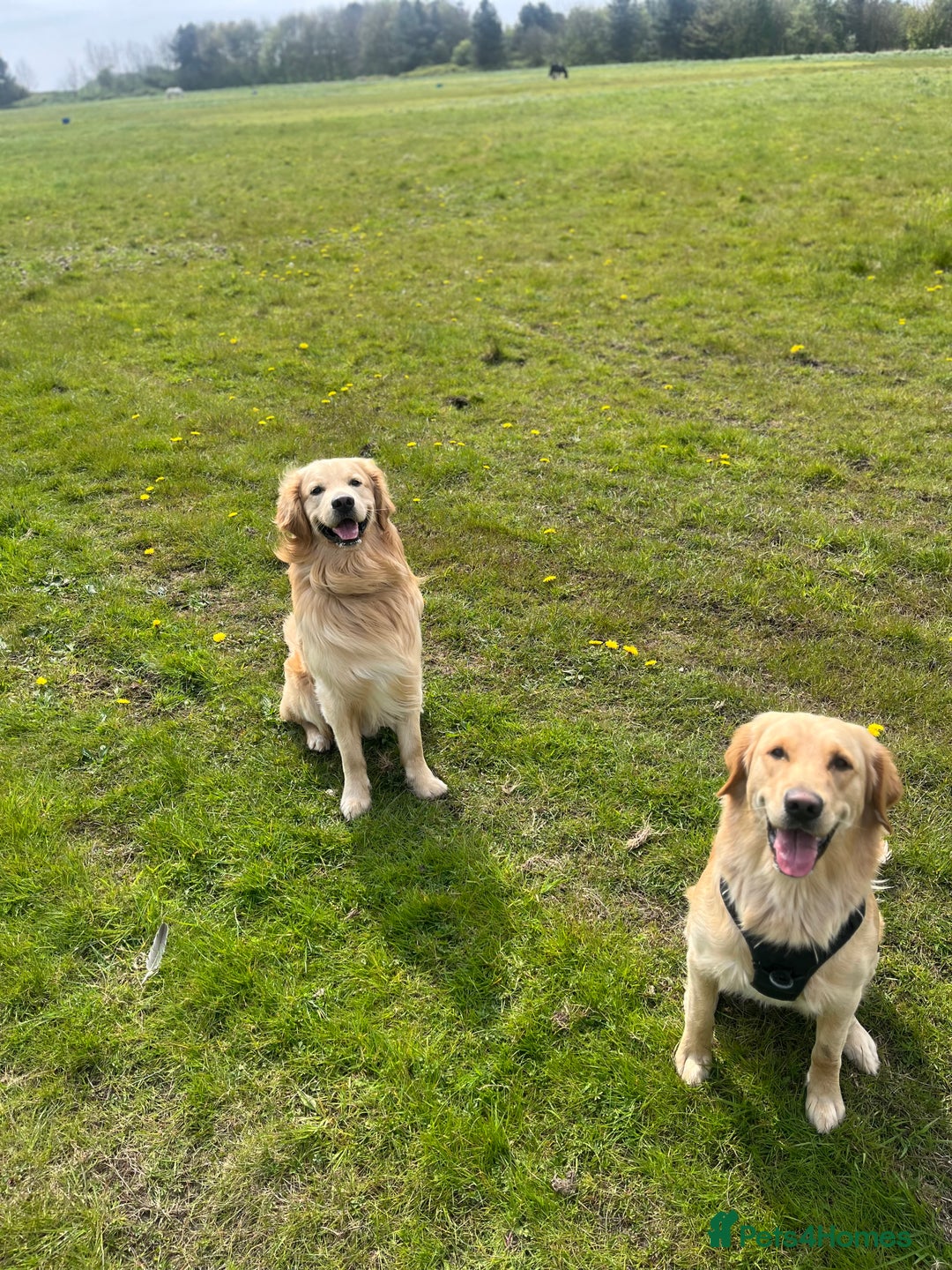 Golden Retriever dogs for sale: Golden retriever puppies - Image 8