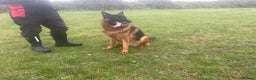 German Shepherd dogs for sale: 2 outstanding males - Advert 5