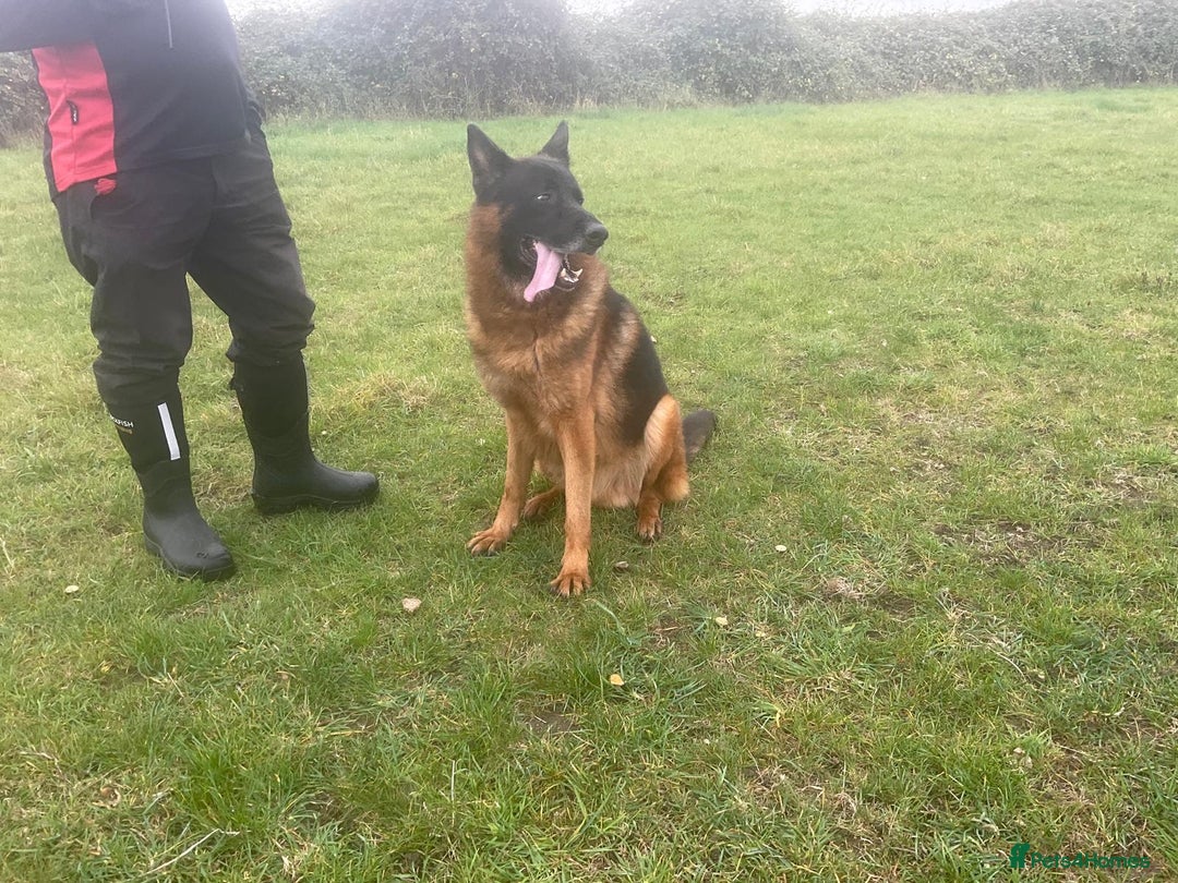 German Shepherd dogs for sale: 2 outstanding males - Advert 5