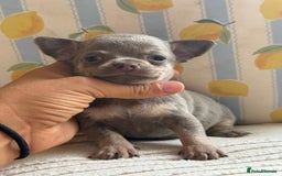 Chihuahua dogs for sale: Outstanding BLUE/TAN & LILAC/TAN puppies  - Image 9