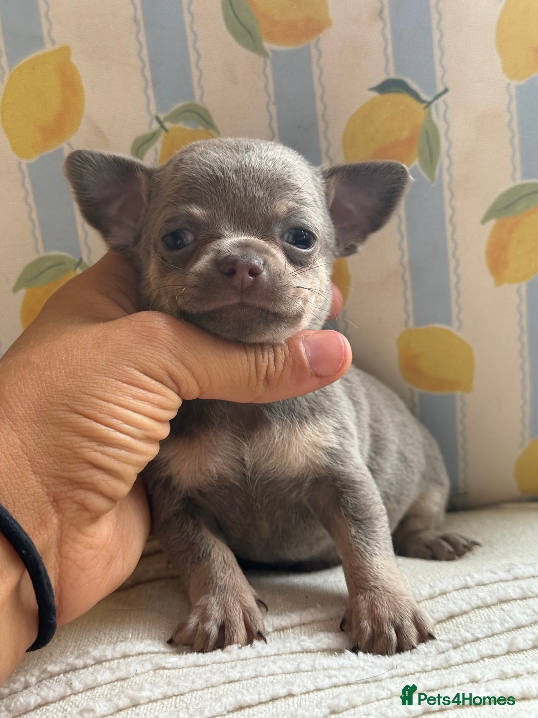 Chihuahua dogs for sale: Outstanding BLUE/TAN & LILAC/TAN puppies  - Image 9