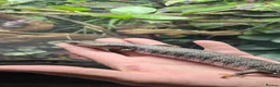 Skink reptiles for sale: 1yo male pink tounge skink  - Advert 8