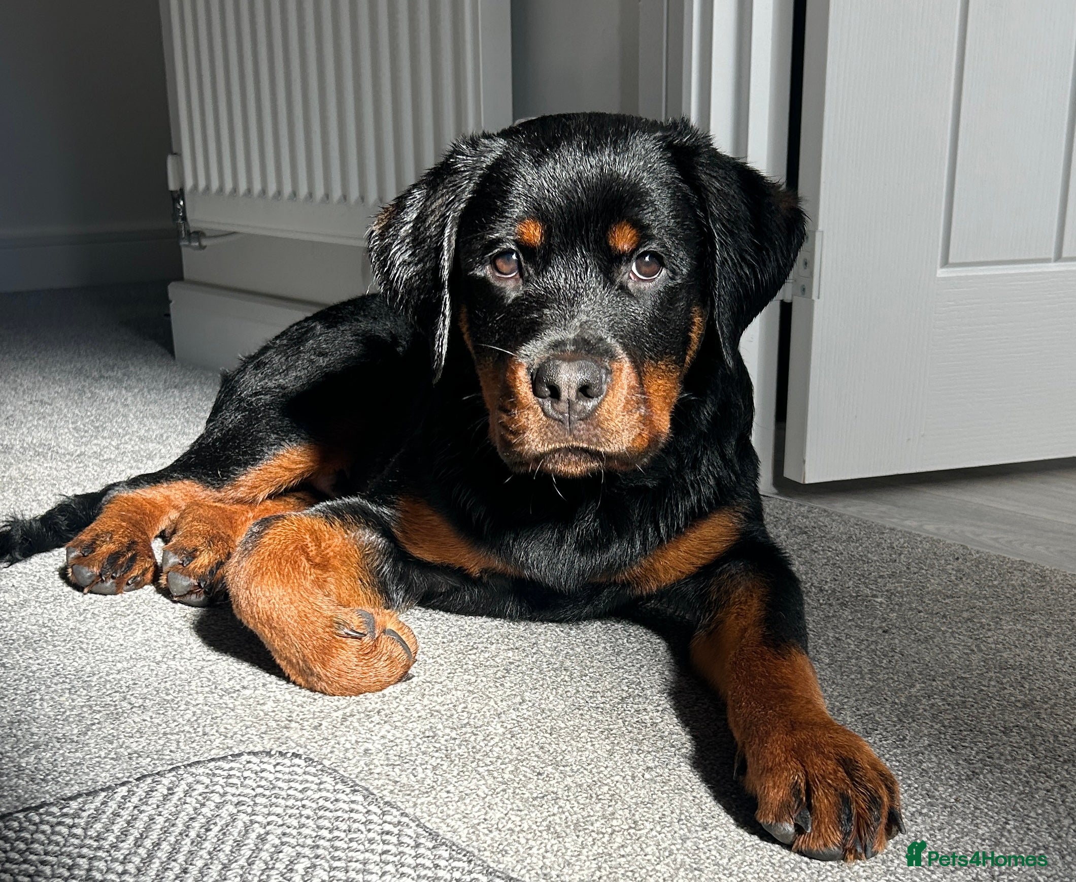 Rottweiler dogs 6 month old male rottweiler  - Advert 9