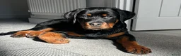 Rottweiler dogs for sale: 6 month old male rottweiler  - Advert 1